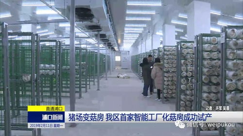 豬場蝶變菇房，人工智能賦能我區(qū)農(nóng)業(yè)轉(zhuǎn)型升級